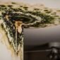 How Fast Does Mold Grow from a Water Leak in Bradenton, FL? (And What To Do)